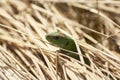 A green lizard crawling on a dry grass close up.