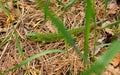 Lizard on pine tree needles in the forest