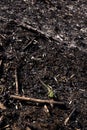 A green lizard crawls along the ashes on the ground. Consequences of careless handling of fire in the forest