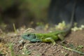 Green lizard Royalty Free Stock Photo