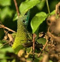 Green lizard Royalty Free Stock Photo