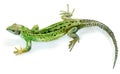 Green lizard, female