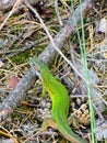 Green lizard in the forest Royalty Free Stock Photo