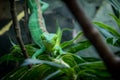 Green Lizard frontal view - Green Lizard on a cage - Berthold`s Bush Anole Polychrus gutturosus Royalty Free Stock Photo