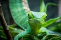 Green Lizard frontal view - Green Lizard on a cage - Berthold`s Bush Anole Polychrus gutturosus Royalty Free Stock Photo