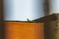 Green lizard gecko iguana animal on orange wall in Mexico