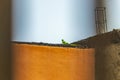 Green lizard gecko iguana animal on orange wall in Mexico