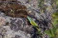 Green lizard getting ready to sunbathe.