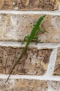 Green lizard giving suspicious sideways glance