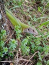Green lizard in grass Royalty Free Stock Photo