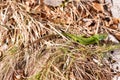 Green lizard Royalty Free Stock Photo