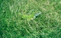 Green lizard in the grass, absorbing the sun's heat Royalty Free Stock Photo