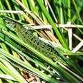 Green lizard at the grass Royalty Free Stock Photo