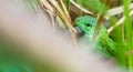 Green lizard in the grass. Reptiles. Unusual animals. Life in the wild. Free space for text