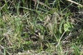 Green lizard in green grass