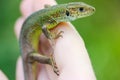 Green lizard in hand isolated, natural green background. Lacerta viridis reptile