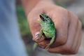 Green lizard in hand on the street.