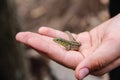 Green lizard in the hands of a child. Catch a lizard Royalty Free Stock Photo