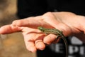 Green lizard in the hands of a child. Catch a lizard Royalty Free Stock Photo