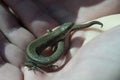 green lizard in the hands of a child Royalty Free Stock Photo