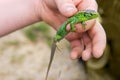 Green lizard in the hands of a teenager close-up