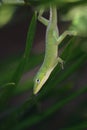 Green Lizard hanging from branches