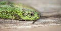 Green lizard head close up with a copy of space Royalty Free Stock Photo