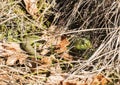 Green lizard hidding Royalty Free Stock Photo