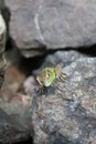 Green lizard hiding behind a rock Royalty Free Stock Photo