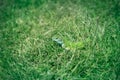 Green lizard hiding in the grass and looking Royalty Free Stock Photo