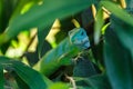 Green lizard hiding in the tree Royalty Free Stock Photo