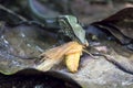 Green Lizard with Yellow Grasshopper in Mouth in Jungle