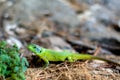 Green lizard is hunting in grass Royalty Free Stock Photo