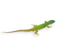 Green Lizard Isolated Royalty Free Stock Photo