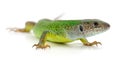Green lizard isolated Royalty Free Stock Photo