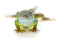 Green lizard isolated Royalty Free Stock Photo