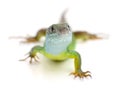 Green lizard isolated Royalty Free Stock Photo