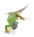 Green lizard isolated Royalty Free Stock Photo