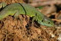 Green lizard (Lacerta bilineata) Royalty Free Stock Photo