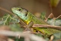 Green lizard (Lacerta bilineata) Royalty Free Stock Photo