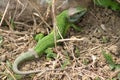Green lizard / Lacerta viridis Royalty Free Stock Photo