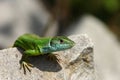 Green lizard / Lacerta viridis Royalty Free Stock Photo
