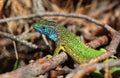 Green lizard (lacerta viridis)