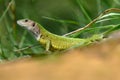 Green lizard Lacerta viridis, female Royalty Free Stock Photo