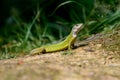 green lizard Lacerta viridis, female Royalty Free Stock Photo