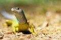 Green lizard Lacerta viridis, female Royalty Free Stock Photo