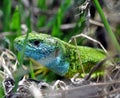 Green lizard Lacerta Viridis Royalty Free Stock Photo