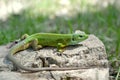 Green Lizard Lacerta viridis