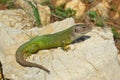 Green Lizard Lacerta viridis Royalty Free Stock Photo