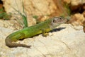 Green Lizard Lacerta viridis Royalty Free Stock Photo
